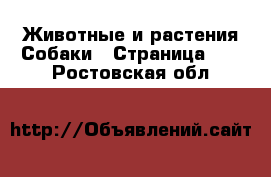 Животные и растения Собаки - Страница 10 . Ростовская обл.